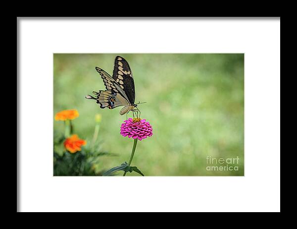 Eastern Swallowtail Framed Print featuring the photograph Eastern Swallowtail on Pink Zinnia by Tamara Becker