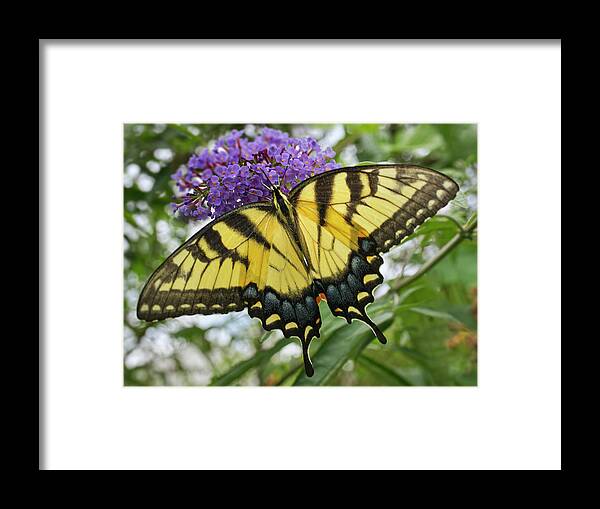 Eastern Tiger Swallowtail Openwinged Framed Print featuring the photograph Eastern Tiger Swallowtail Openwinged by Iris Richardson