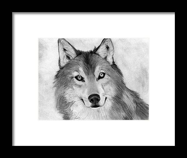 Wolf Face Portrait Artistic Black White Charcoal Sketch Wolf