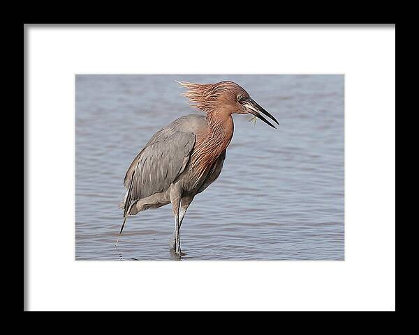Reddish Egret Framed Print featuring the photograph Eating a Fish May Need Greater Efforts by Mingming Jiang