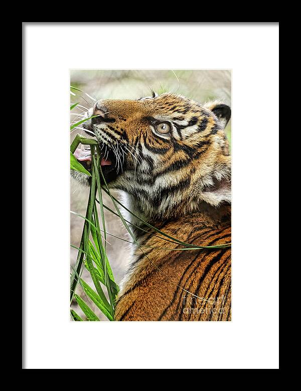 Animal Framed Print featuring the photograph Eating His Greens by Jo Ann Gregg