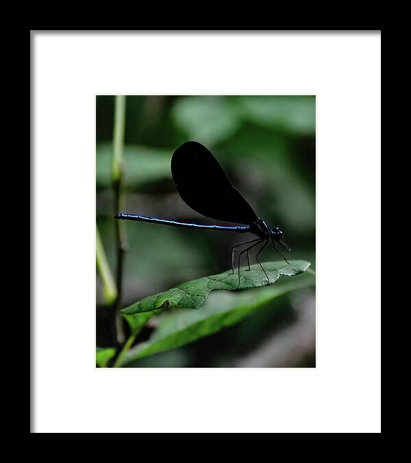 Ebony Jewelwing Framed Print featuring the photograph Ebony Jewelwing by Flees Photos