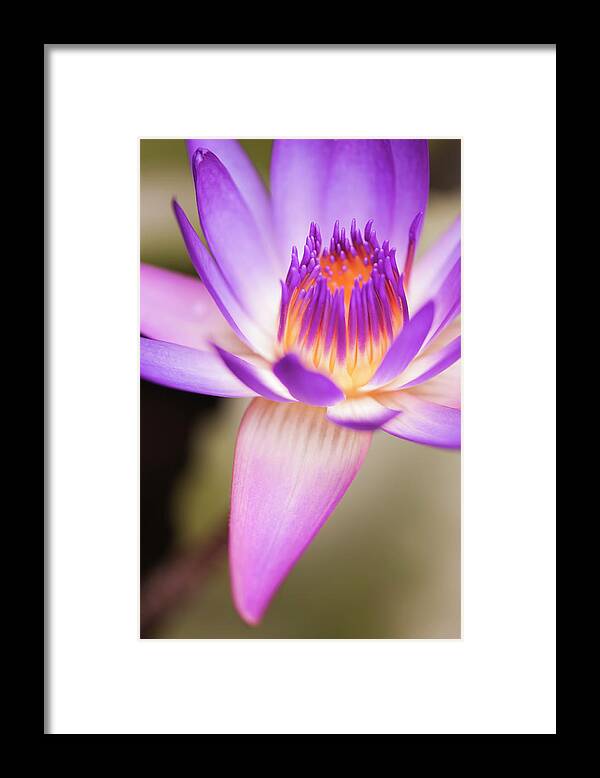 Floral Framed Print featuring the photograph Effervescence by Usha Peddamatham