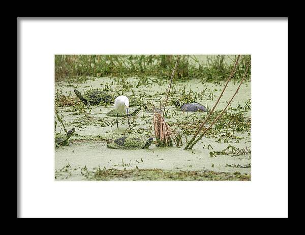 Egret Framed Print featuring the photograph Egret Among the Turtles by Robert Wilder Jr