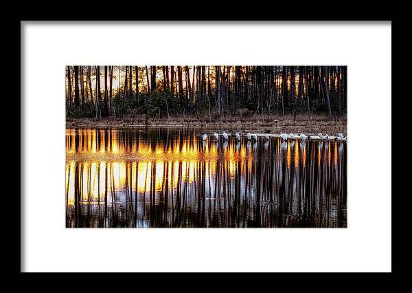 Blackwater Wildlife Refuge Framed Print featuring the photograph Egrets at Sunset by C Renee Martin