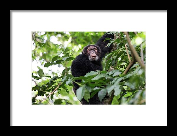 Africa Framed Print featuring the photograph Elder Chimp, Congo by Brooke Reynolds