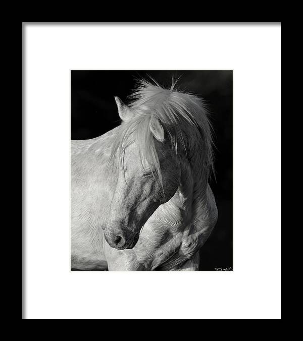 Stallion Framed Print featuring the photograph Elder Stallion. by Paul Martin