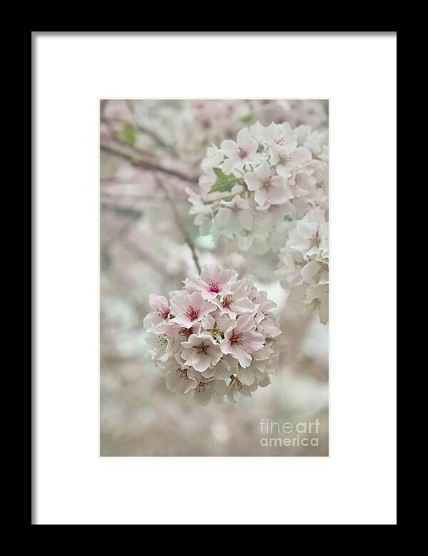 Cherry Blossoms Framed Print featuring the photograph Elegant, Delicate, and Dainty by Amy Dundon