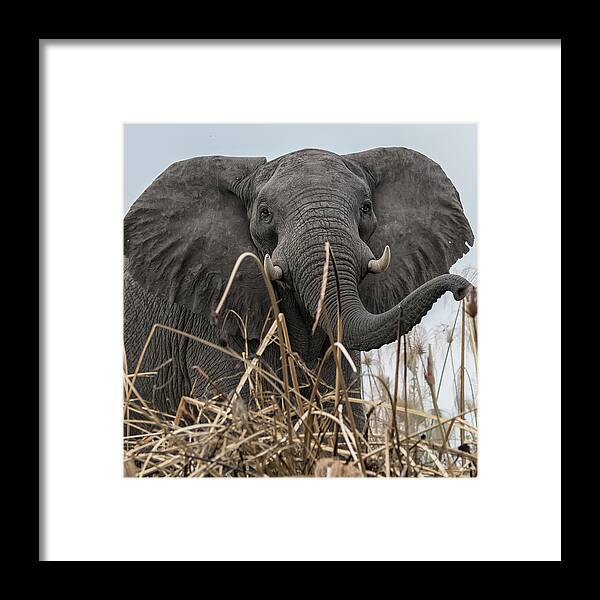 African Elephant Framed Print featuring the photograph Elephant Along the Okavango River by Belinda Greb