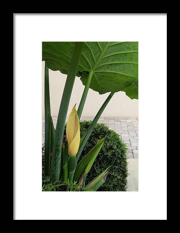 Elephant Ear Framed Print featuring the photograph Elephant ear blossom by Phil And Karen Rispin