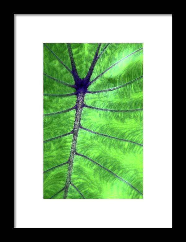Green Framed Print featuring the photograph Elephant Ear by Carolyn Stagger Cokley