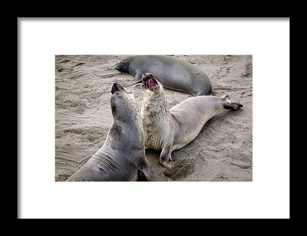 Wildlife Framed Print featuring the photograph Elephant Seals Highway 1 California Coast by Mary Lee Dereske