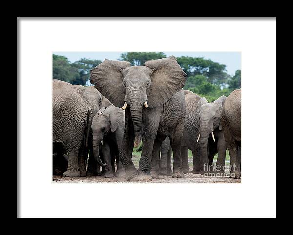 Elephants Framed Print featuring the photograph The Last Charge by Cameron Anderson Raffan