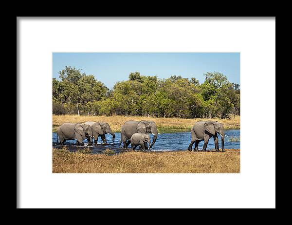 African Elephants Framed Print featuring the photograph Elephants Crossing the River by Elvira Peretsman