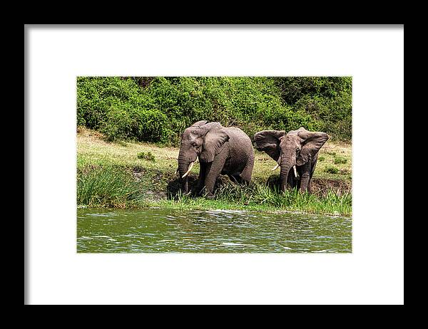 Uganda Framed Print featuring the photograph Elephants Kazinga Channel by Matt Cohen