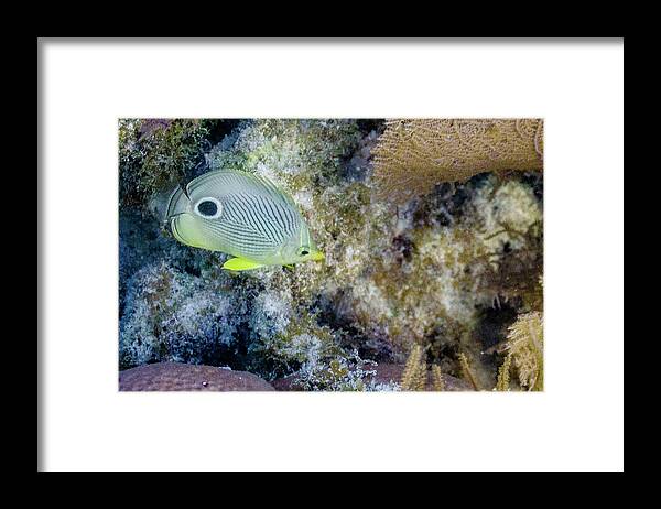 Animals Framed Print featuring the photograph Eligible by Lynne Browne
