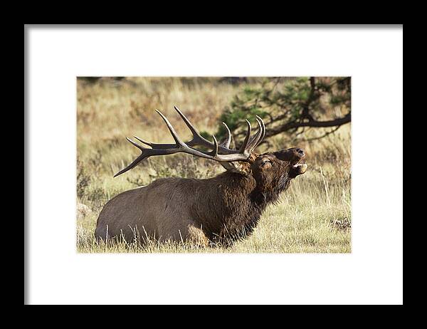Elk Framed Print featuring the photograph Elk - 4108 by Jerry Owens