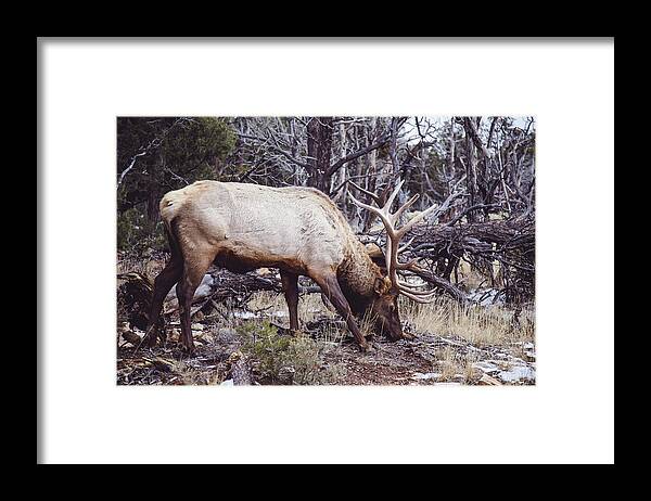 Elk Framed Print featuring the photograph Elk at Grand Canyon by Hyuntae Kim