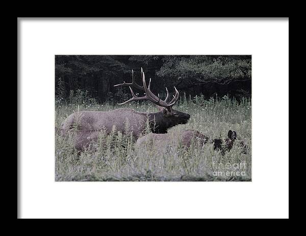 Landscape Framed Print featuring the photograph Elk buck, Cherokee National Forest by Theresa D Williams