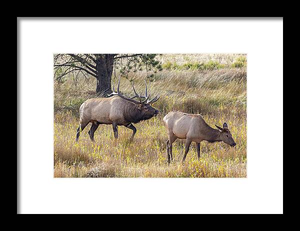 Elk Framed Print featuring the photograph Elk Bull Inspects a Cow by Tony Hake