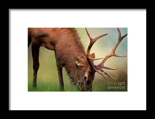 Elk Framed Print featuring the photograph Elk Encounter in Cataloochee by Shelia Hunt