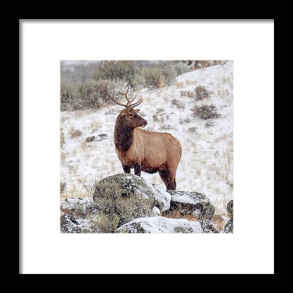 Elk Framed Print featuring the photograph Elk In Snowstorm by Paul Freidlund