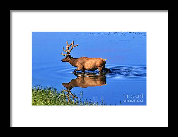Reflection Framed Print featuring the photograph Elk Reflection by Yvonne M Smith