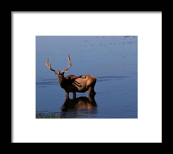 Elk Framed Print featuring the photograph Elk by Yvonne M Smith