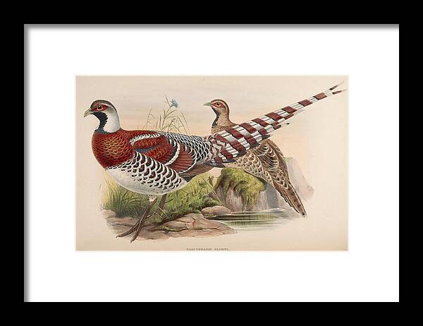 John Framed Print featuring the mixed media Elliot's Pheasant by Beautiful Nature Prints
