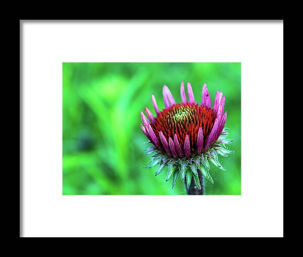 Pink Framed Print featuring the photograph Emerging Bloom by Cynthia Clark