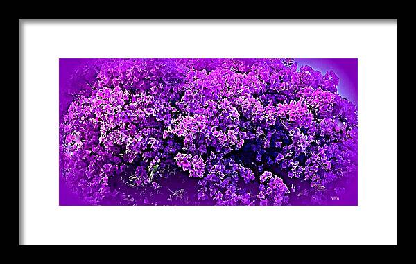 Bougainvillea Framed Print featuring the photograph Emilie's Bougainvillea by VIVA Anderson