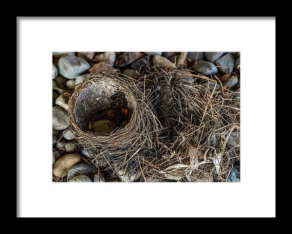 Animals Framed Print featuring the photograph Empty Nest - Wildlife Photography 2 by Amelia Pearn