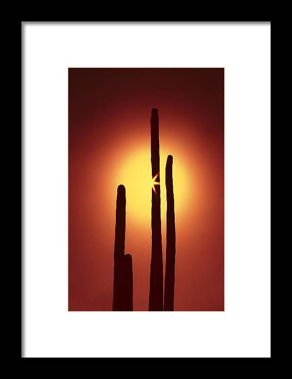 Sun Framed Print featuring the photograph Encinitas Cactus by Andre Aleksis