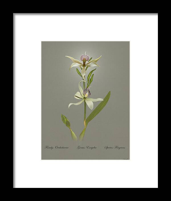 Orchid Framed Print featuring the digital art Encyclia Fragrans Orchid by M Spadecaller