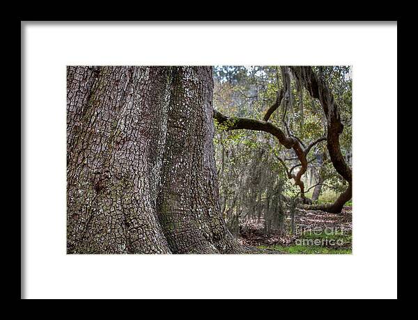 Magnolia Gardens Framed Print featuring the photograph Enduring by Rebecca Caroline Photography