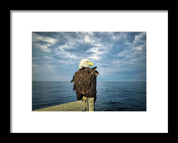 Bald Eagle Framed Print featuring the photograph Enjoying a Maine Sky by Jack Wilson