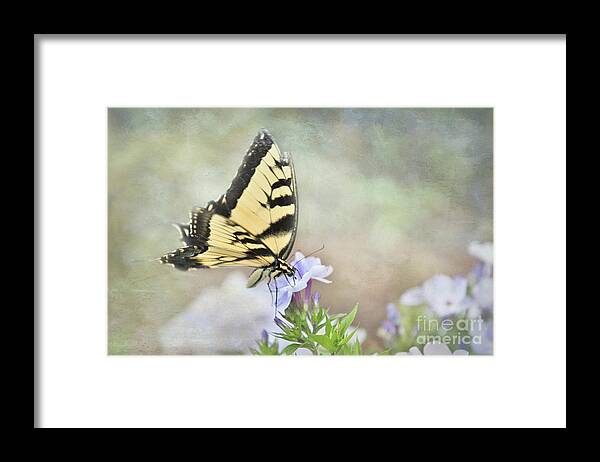 Butterfly Framed Print featuring the photograph Enjoying our Garden Friends by Amy Dundon