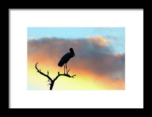 Wood Stork Framed Print featuring the photograph Enjoying the Sunset by Robert Carter