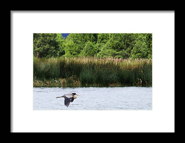 Heron Framed Print featuring the photograph Ephemeral Summer Flight by Laura Putman