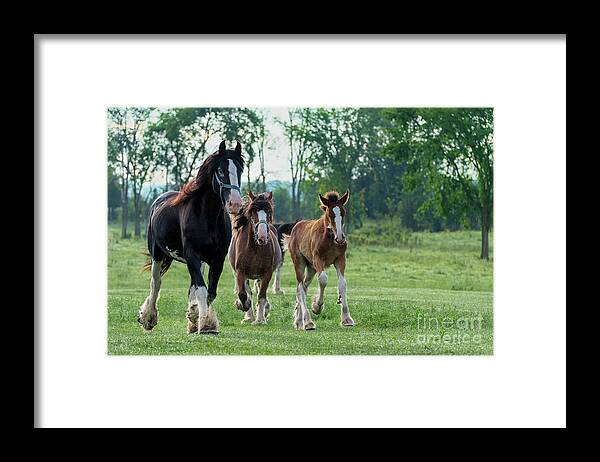 Equine Framed Print featuring the photograph Equine Pastures by Nina Stavlund