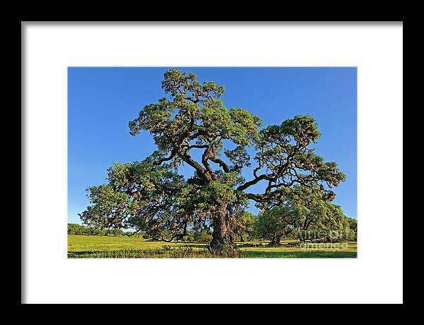 Dave Welling Framed Print featuring the photograph Escarpment Oak Quercus Fusiformis Hill Country Texas by Dave Welling