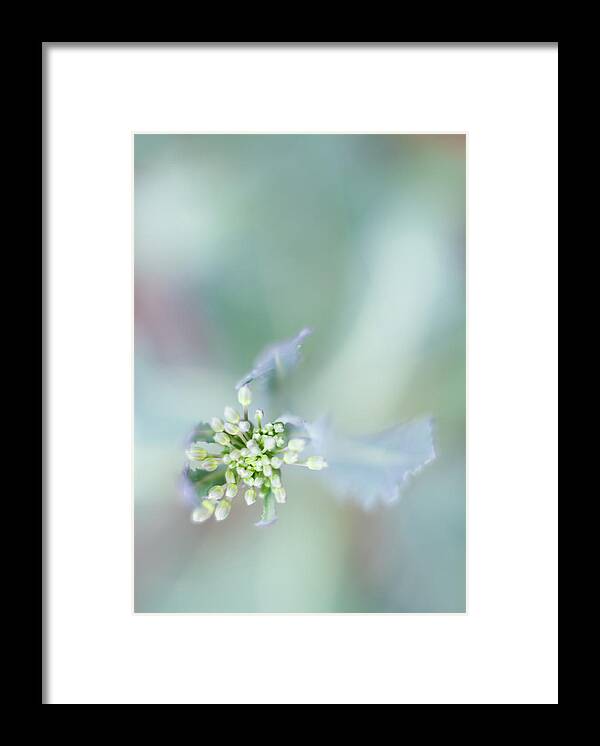 Green Framed Print featuring the photograph Ethereal Bloom II by Tometta Pouncie