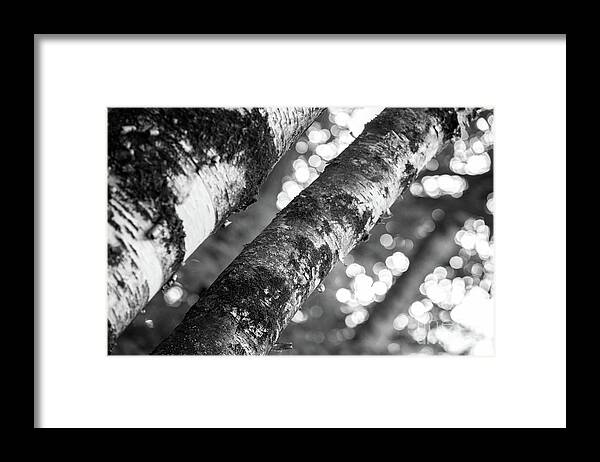 Woods Framed Print featuring the photograph Ethereal Woods II by Becqi Sherman