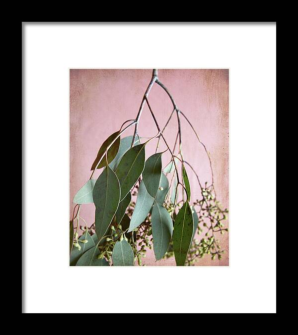 Eucalyptus Framed Print featuring the photograph Eucalyptus Sprig Four by Lupen Grainne