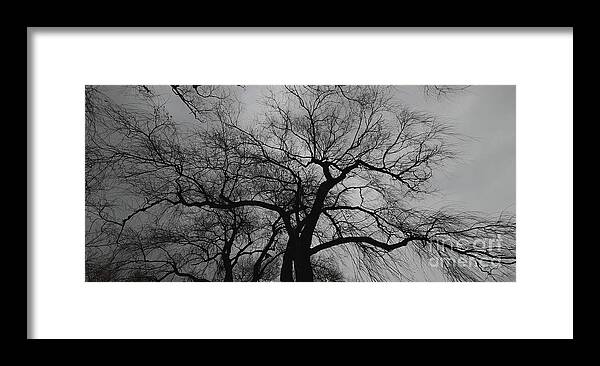 Nature Framed Print featuring the photograph Even Trees Look Around by fototaker Tony