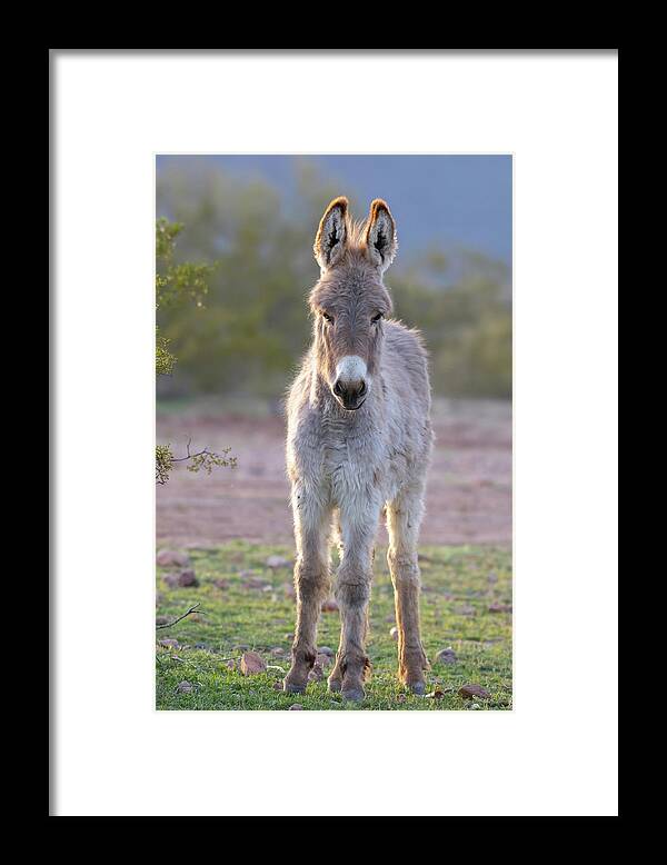 Wild Burro Framed Print featuring the photograph Evening Friend by Mary Hone