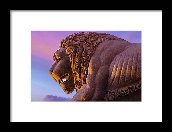 St Augustine Framed Print featuring the photograph Evening Lion by Stacey Sather
