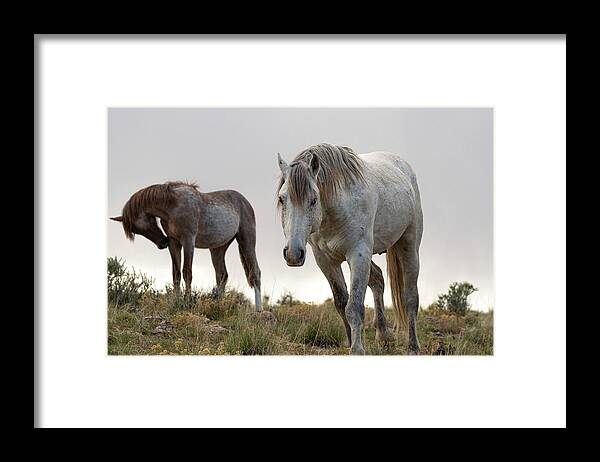 Wild Horses Framed Print featuring the photograph Evening with friends by Mary Hone
