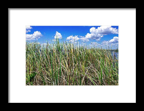 Everglades Framed Print featuring the photograph Everglades Sawgrass by Blair Damson