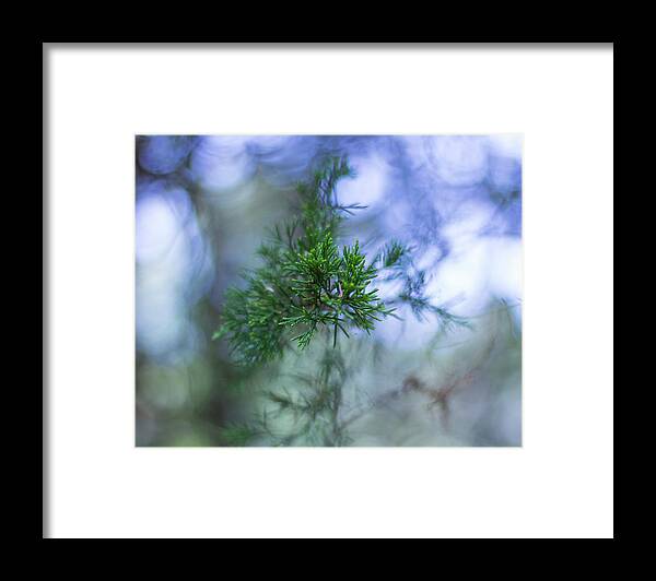 Tree Framed Print featuring the photograph Evergreen by David Beechum